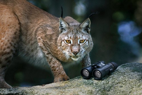 Steiner Wildlife 10x42 - 3