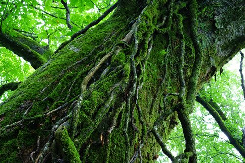 Sony FE Sonnar T* 55mm f/1.8 ZA - 3