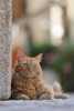 Canon RF 70-200mm F2.8L IS USM Z Wit - 17
