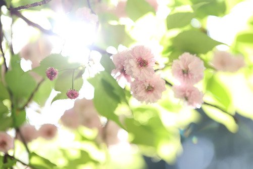 Canon RF 85mm F1.4 VCM - 32