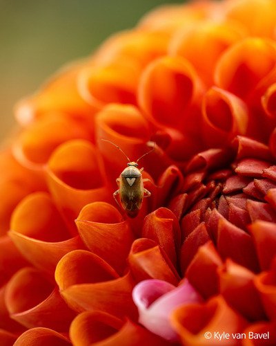 Sony FE 100mm F2.8 Macro GM OSS - 3