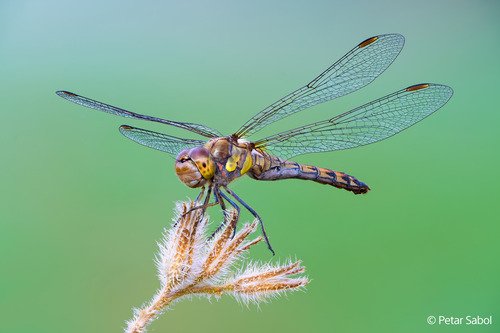 Sony FE 100mm F2.8 Macro GM OSS - 4